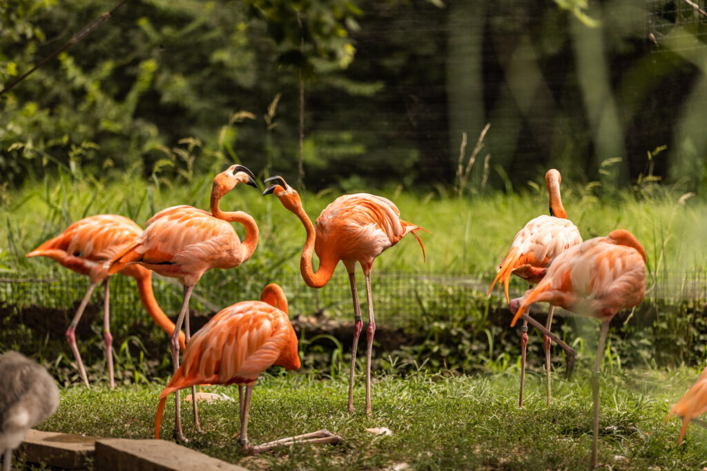 flamingo-enclosure