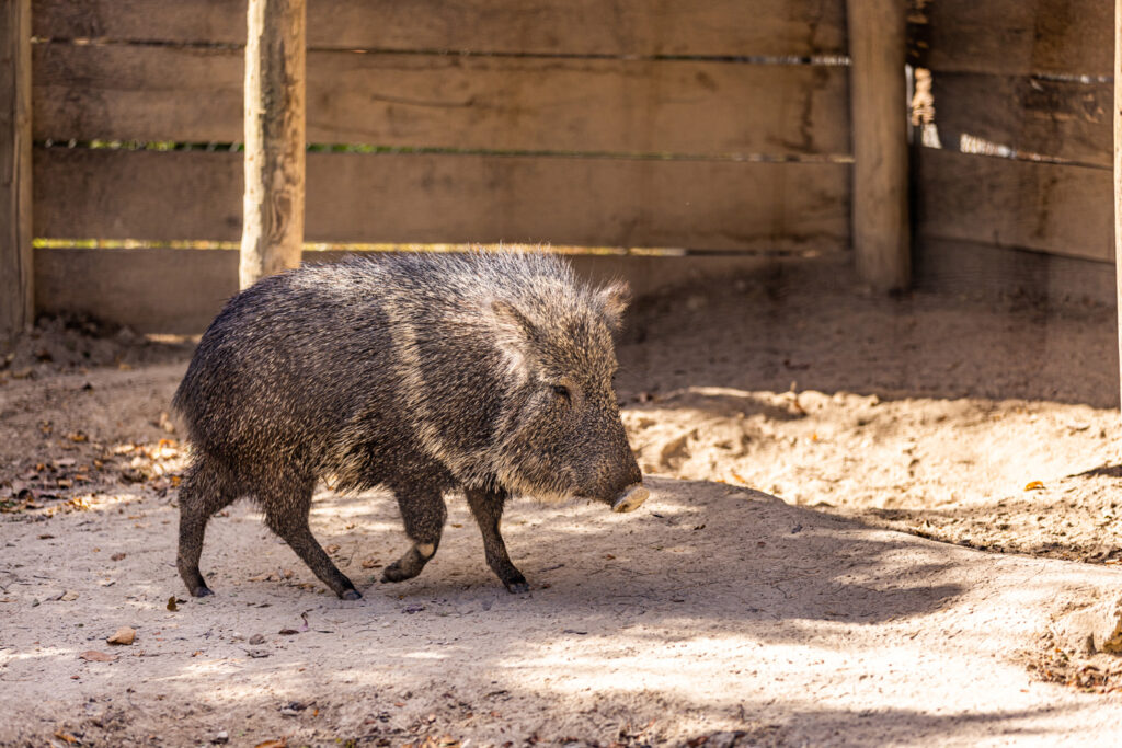 peccary-at-sunset-zoo