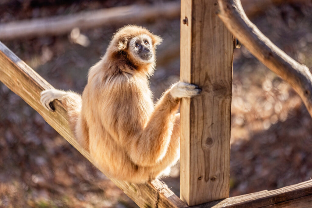 white-handed-gibbons