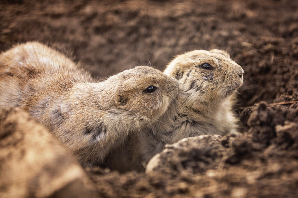 sunset-zoo-prairie-dogs