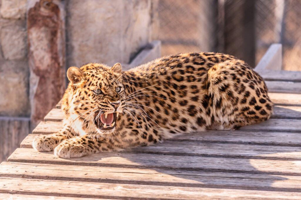 sunset-zoo-amur-leopard
