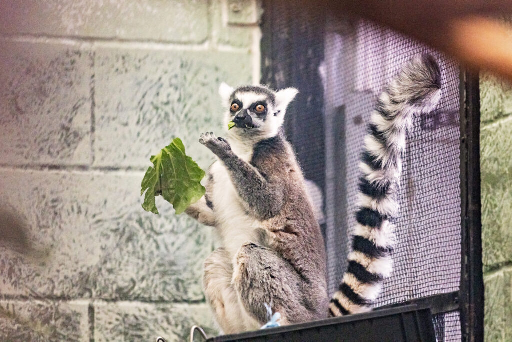 lemur-at-sunset-zoo