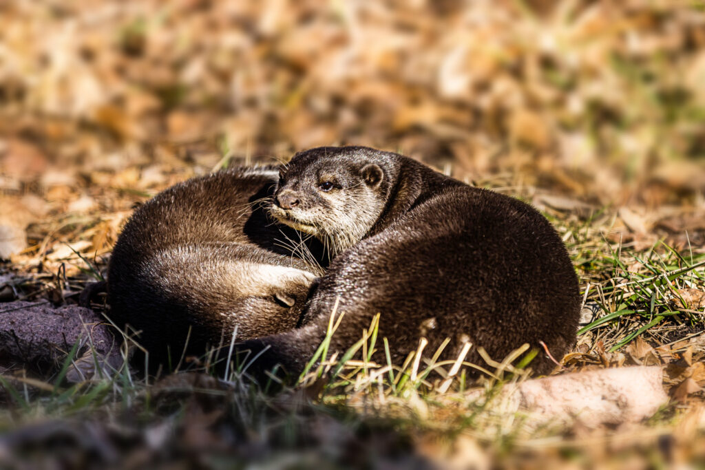 otters-at-sunset-zoo