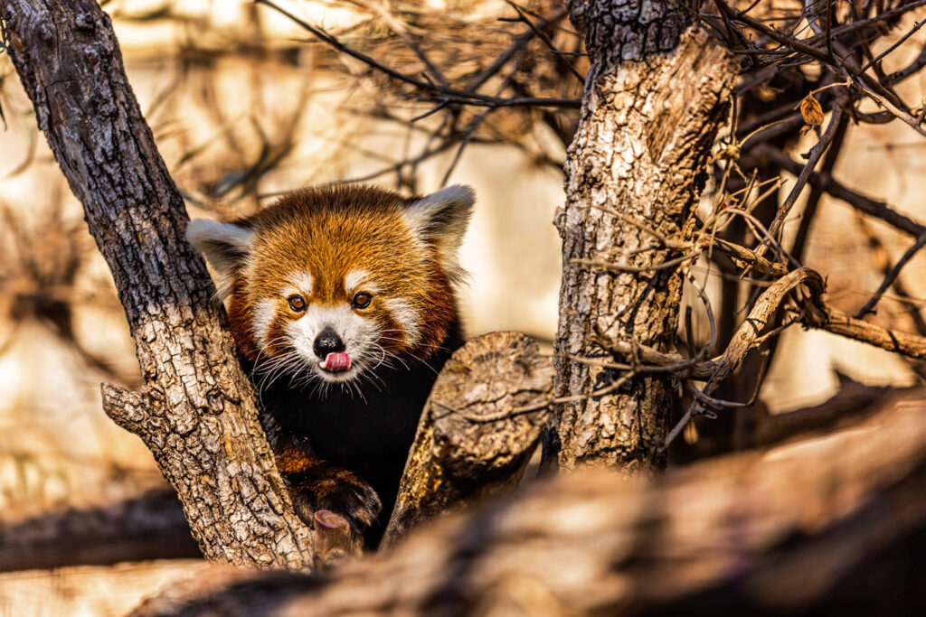 red-panda-mhk-sunset-zoo