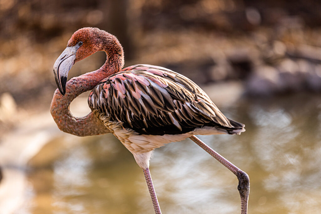 young-flamingo-at-sunset-zoo