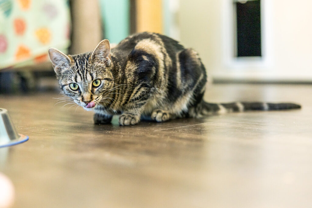 cat-adoptions-manhattan-ks