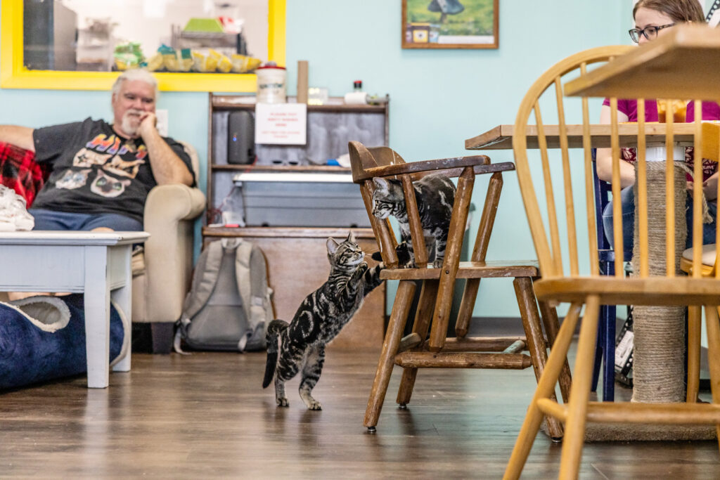cat-cafe-kittens