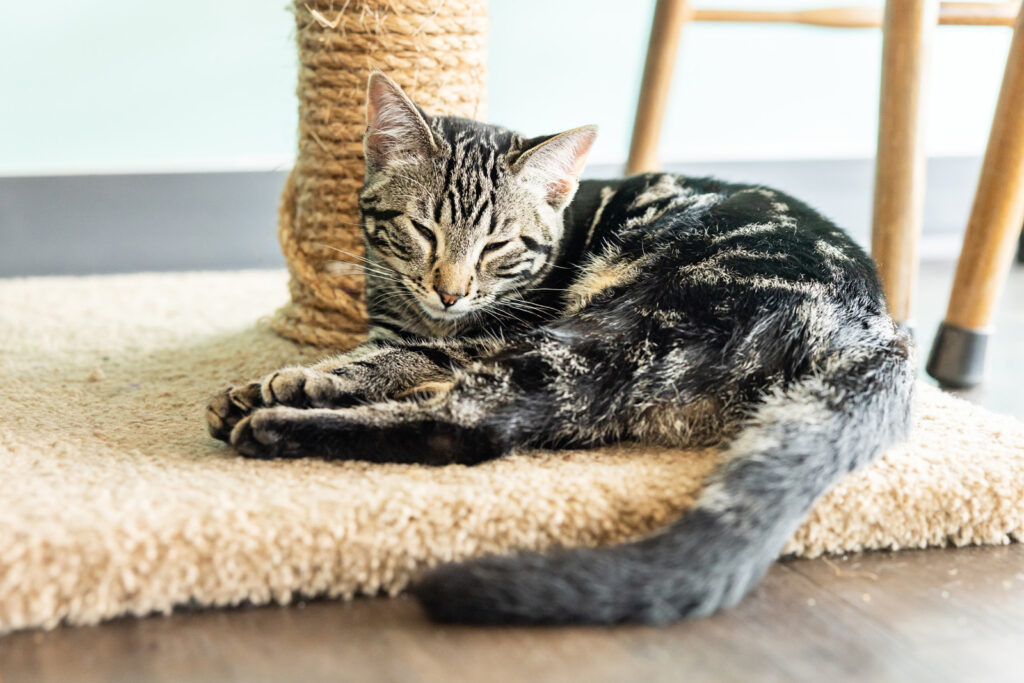 sunflower-pet-supply-cats