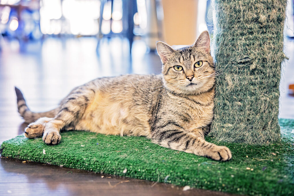 kitten-adoptions-cattails