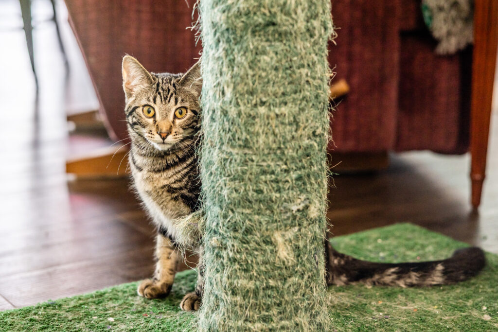 cattails-at-sunflower-pet-supply
