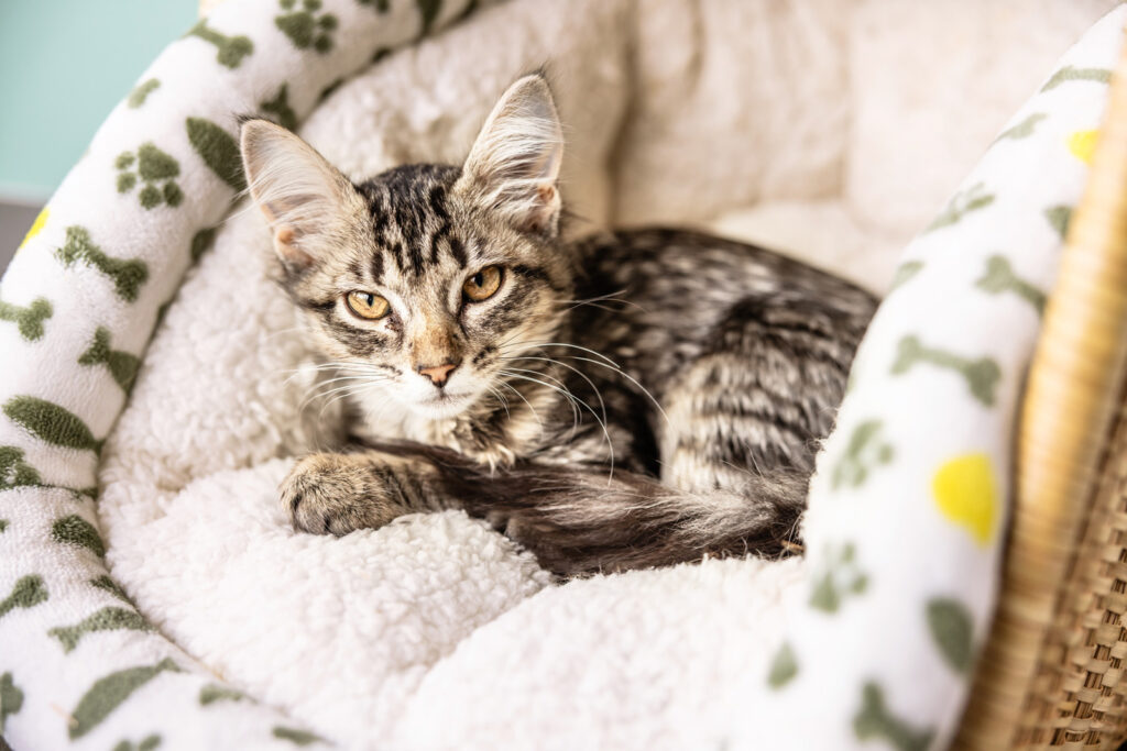 cattails-manhattan-ks