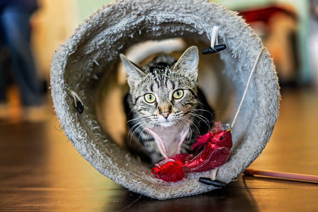 cattails-sunflower-pet-cat-cafe