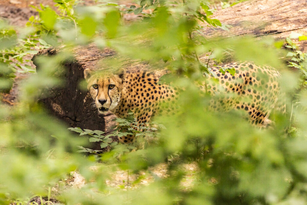 cheetah-sunset-zoo-habitat