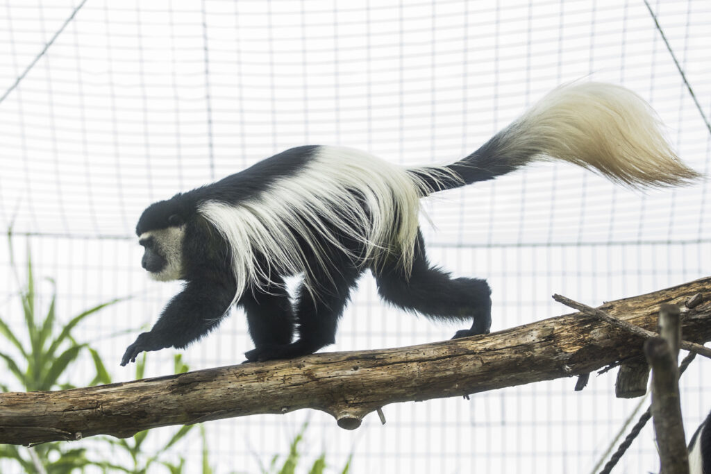 colobus-monkey-habitat-sunset-zoo