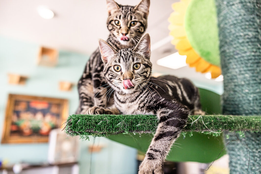 cute-kitties-at-cat-cafe