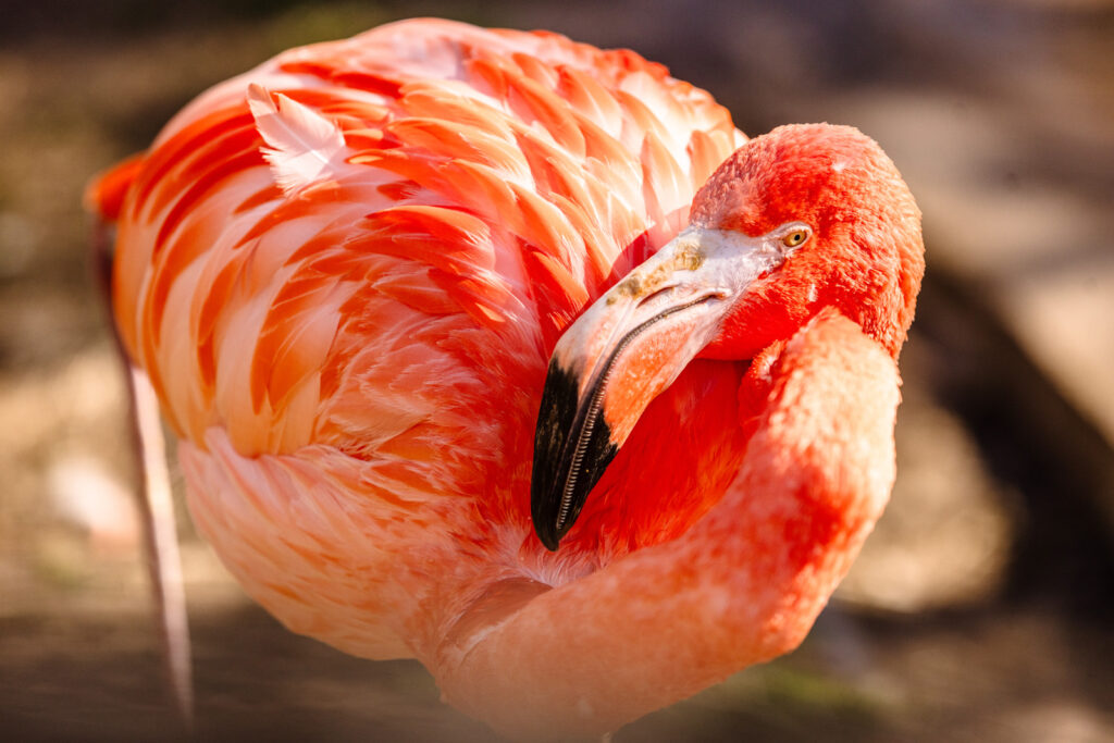 flamingo-at-sunset-zoo
