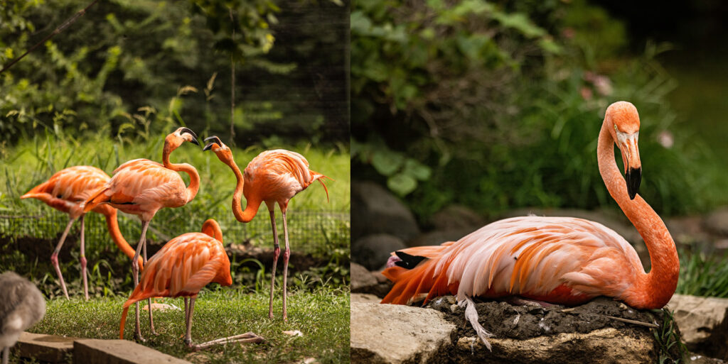 flamingo-enclosure-sunset-zoo