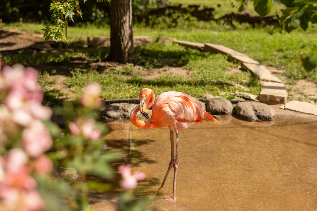 flamingo-habitat-sunset-zoo