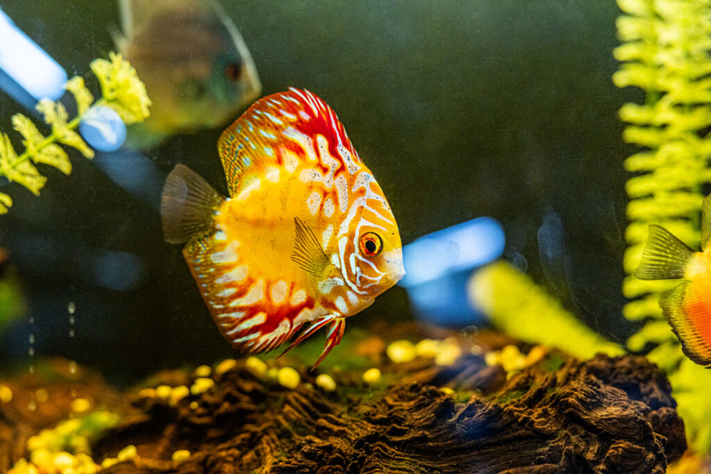 kansas-fish-supplies