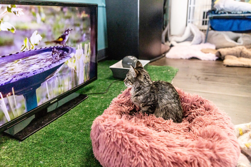 kitten-watching-tv