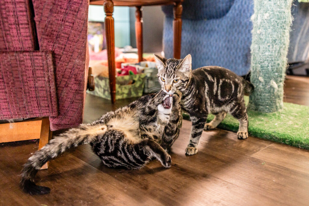 kittens-playing-cat-cafe