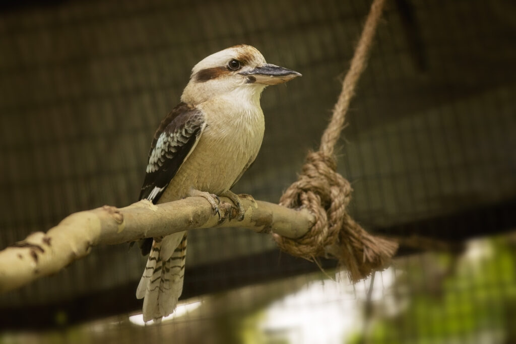 kookaburra-sunset-zoo