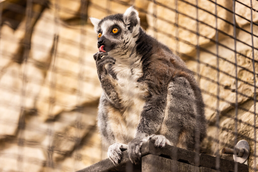 lemur-cage