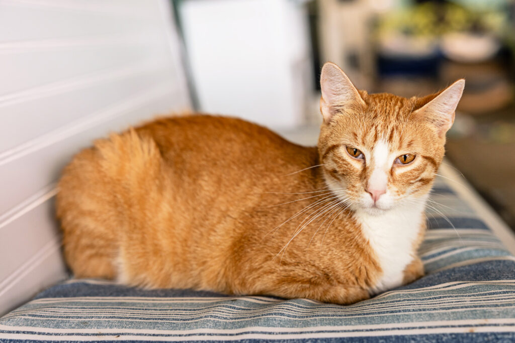 manhattan-kansas-adoptable-cats