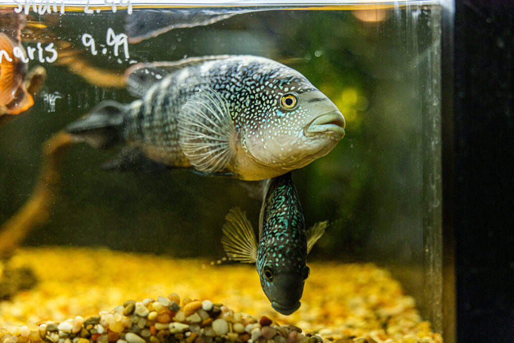 manhattan-ks-aquarium