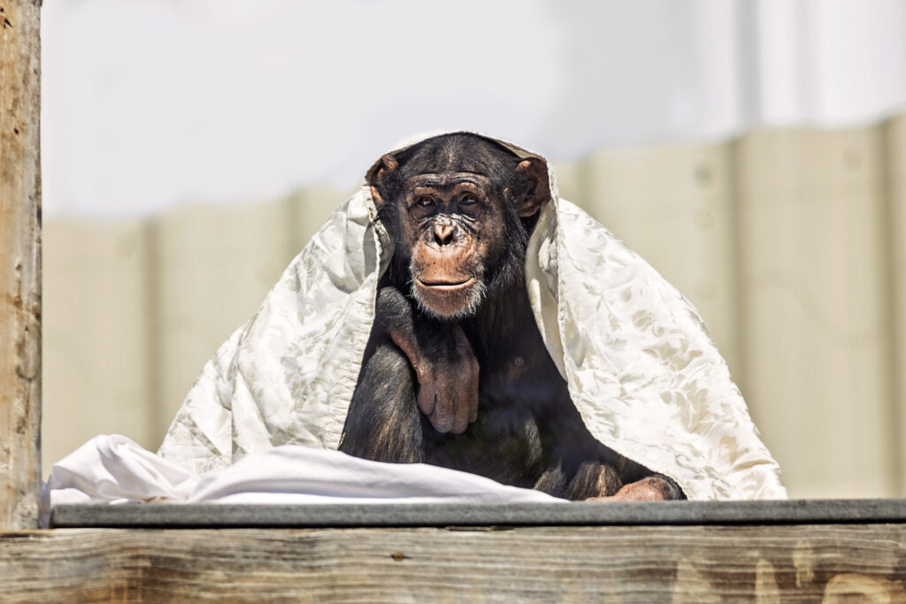 manhattan-ks-sunset-zoo-chimp