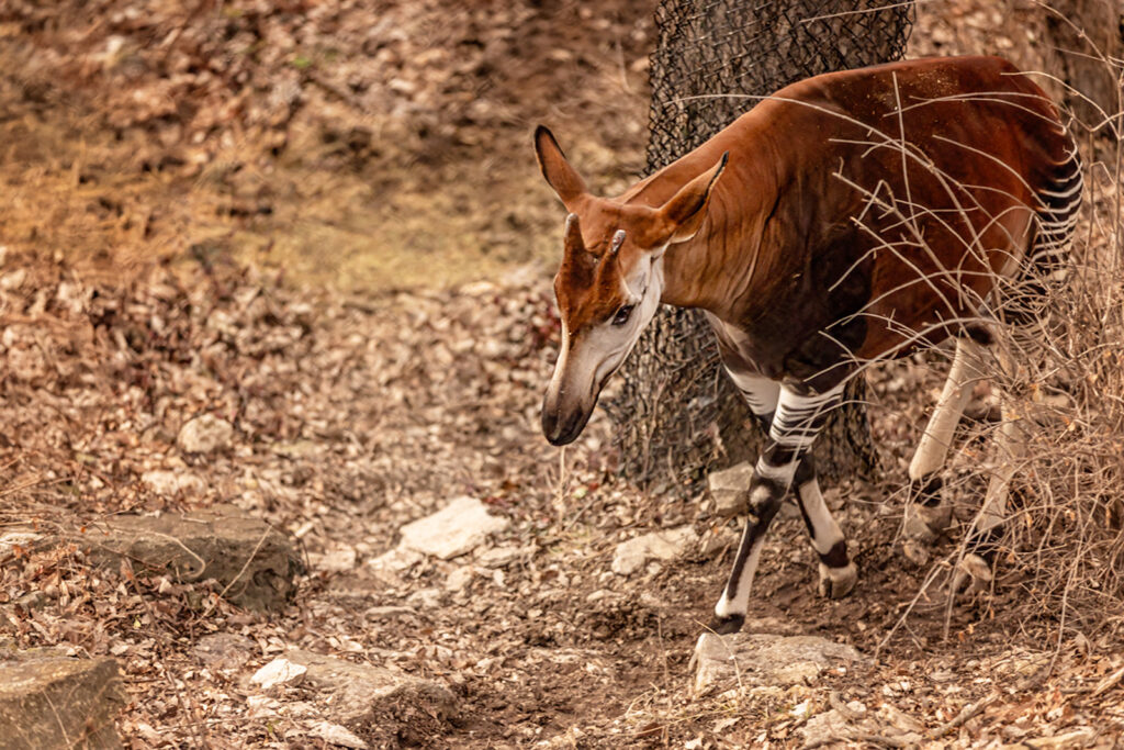 okapi-sunset-zoo