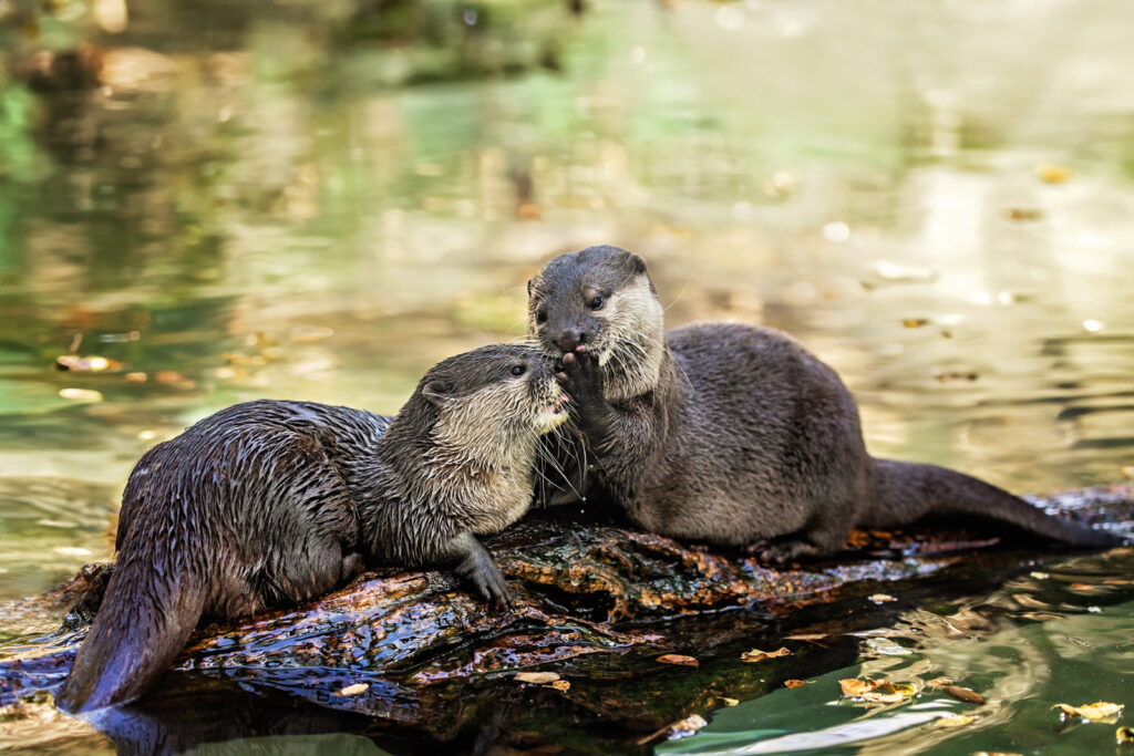 otter-habitat-sunset-zoo