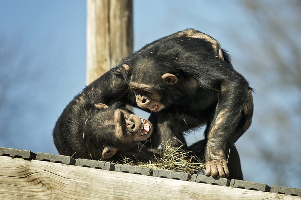 playing-chimpanzees