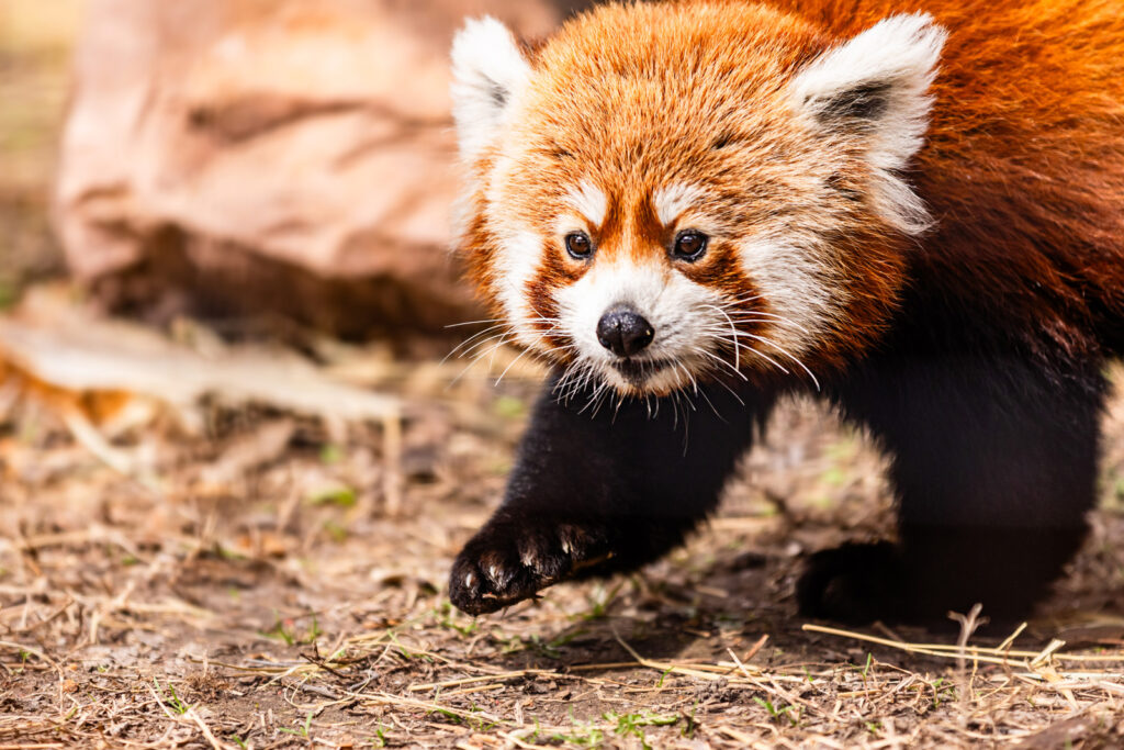 red-panda-at-sunset-zoo