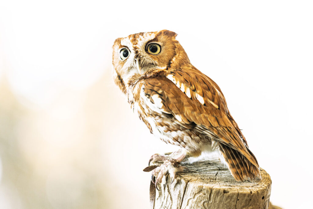 screech-owl-sunset-zoo