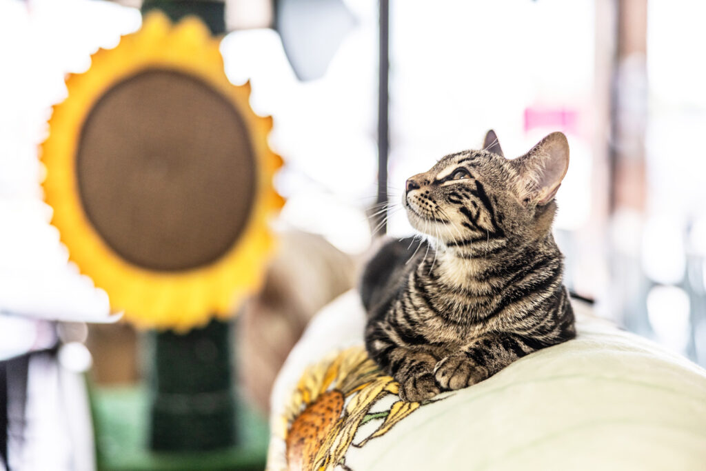 sunflower-pet-cat