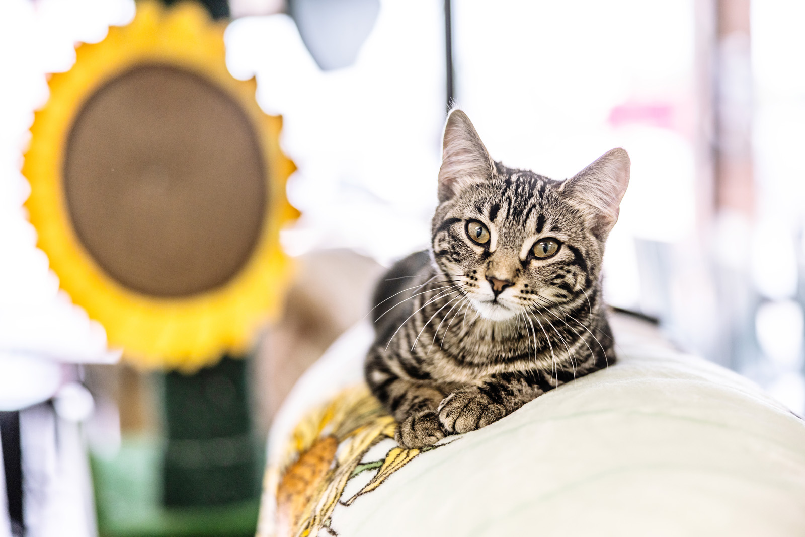 sunflower-pet-cat-cafe
