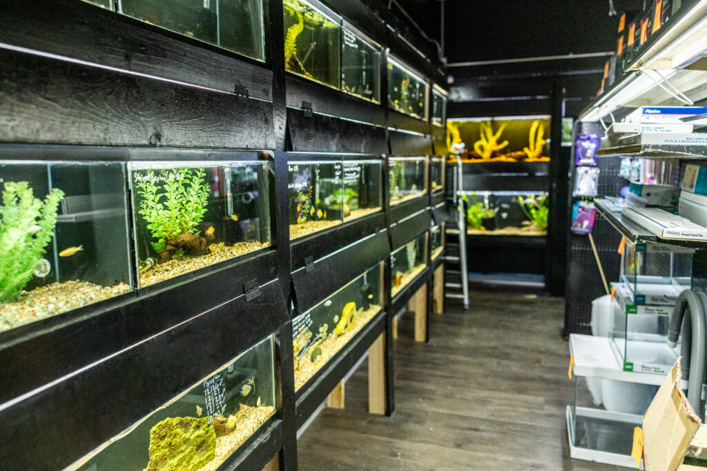 sunflower-pet-fish-room