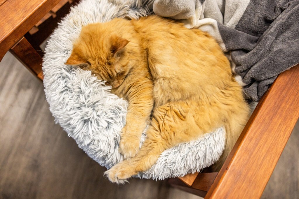 sunflower-pet-gilligan