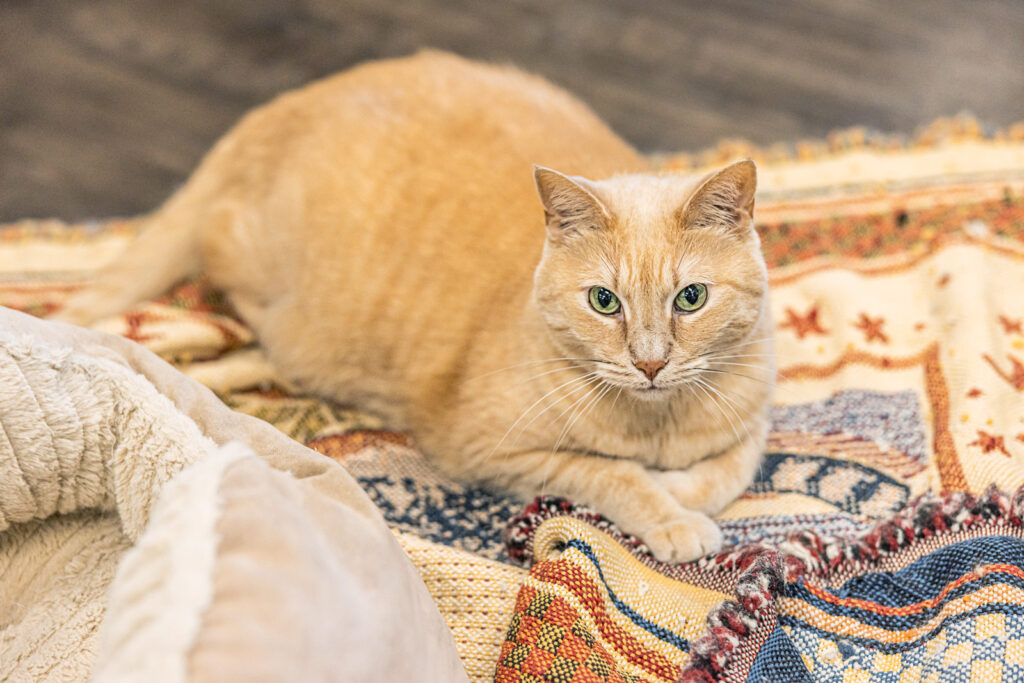 sunflower-pet-ginger