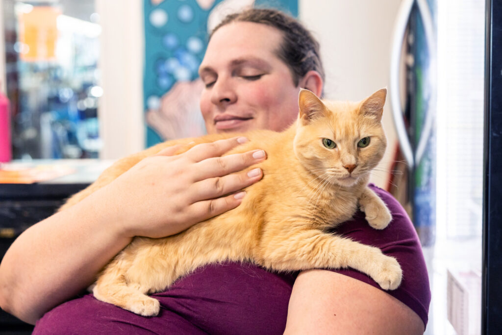 sunflower-pet-ginger