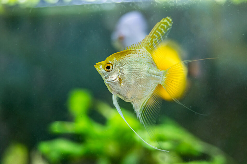 sunflower-pet-manhattan-ks-fish