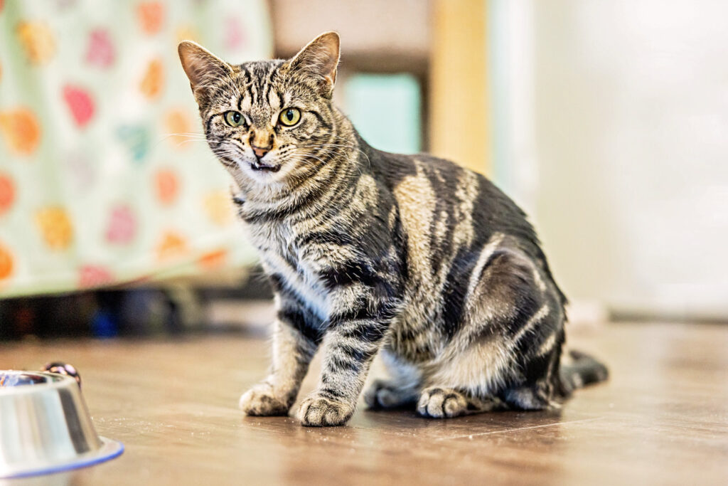 sunflower-pet-supply-cat-cafe