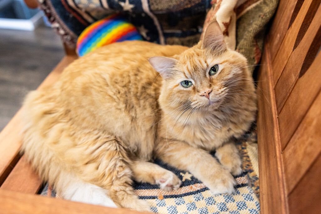 sunflower-pet-supply-cats