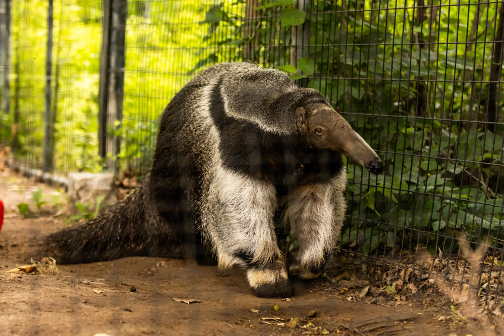 sunset-zoo-anteater-enclosure