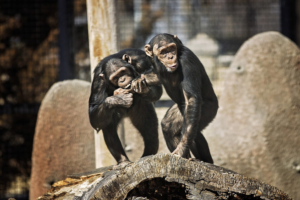 sunset-zoo-chimpanzees_1