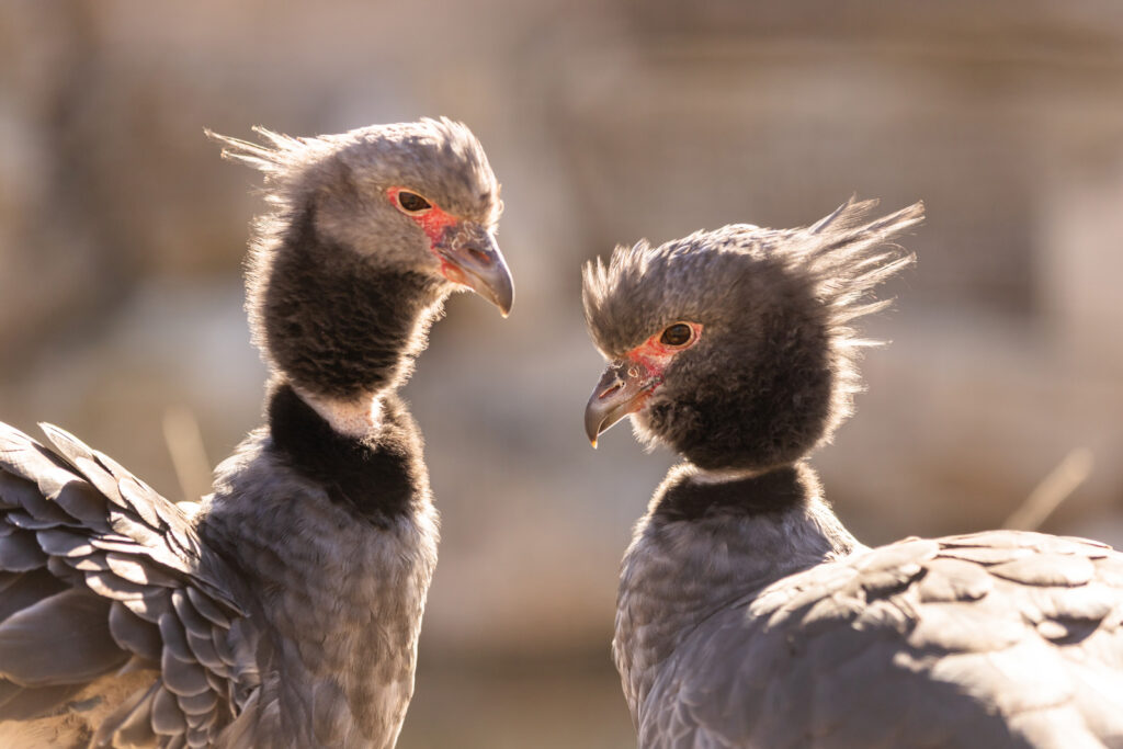 sunset-zoo-crested-screamers