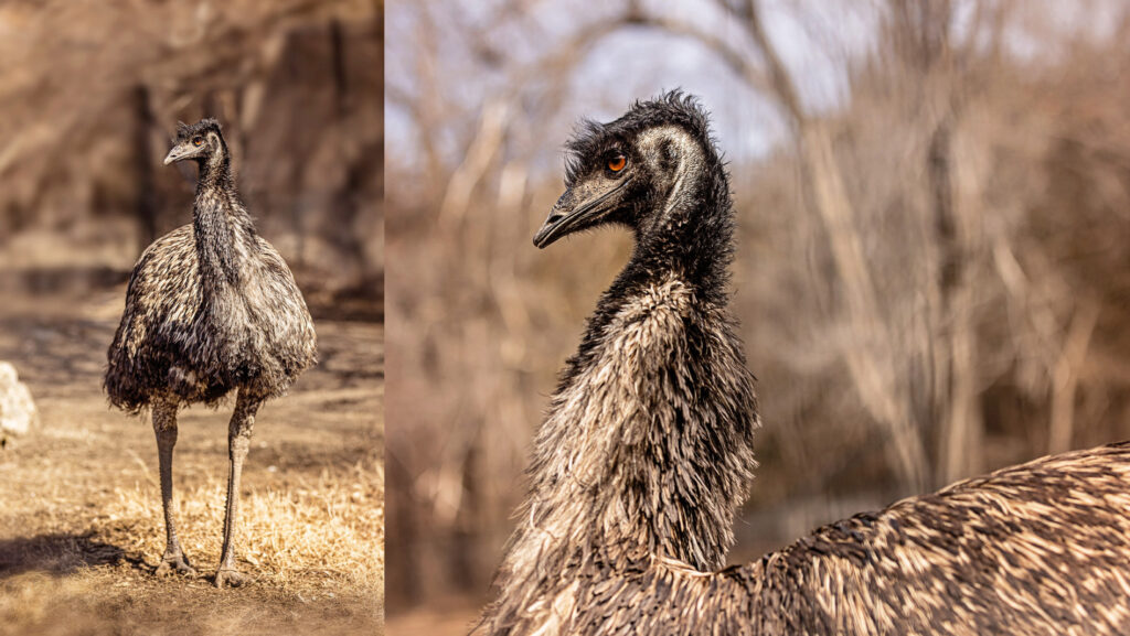 sunset-zoo-emus