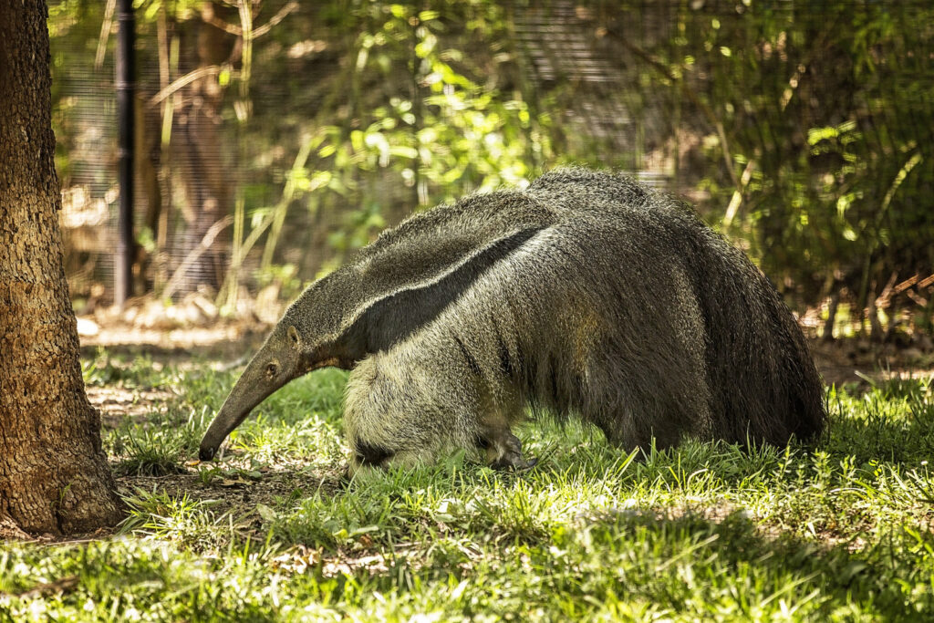 sunset-zoo-giant-anteater