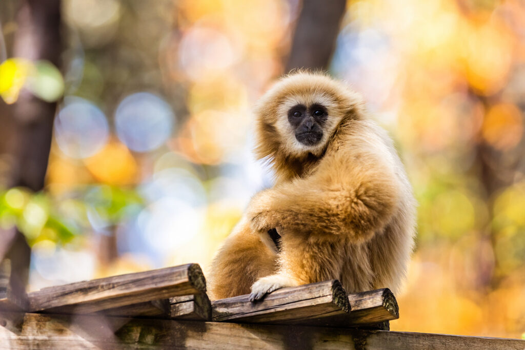 sunset-zoo-chimpanzees_1